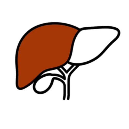 Hepatologie